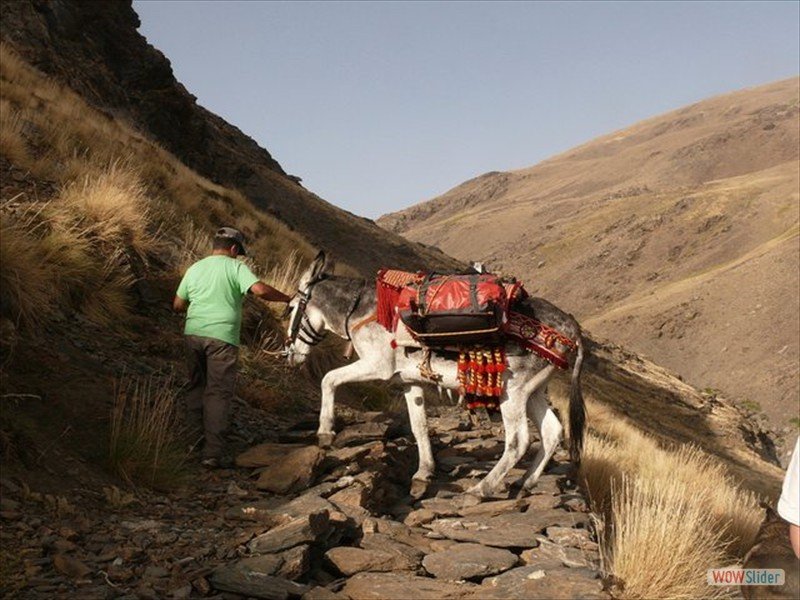 Backpacking with donkeys Slide 6