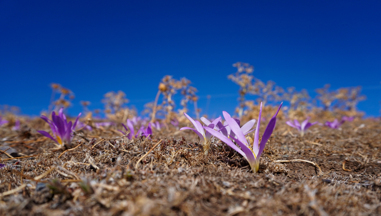 Autumn crocuses