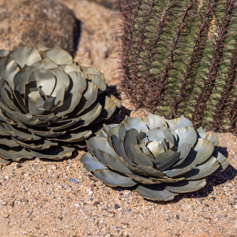 Large—Large Topsy Turvy in rock garden.