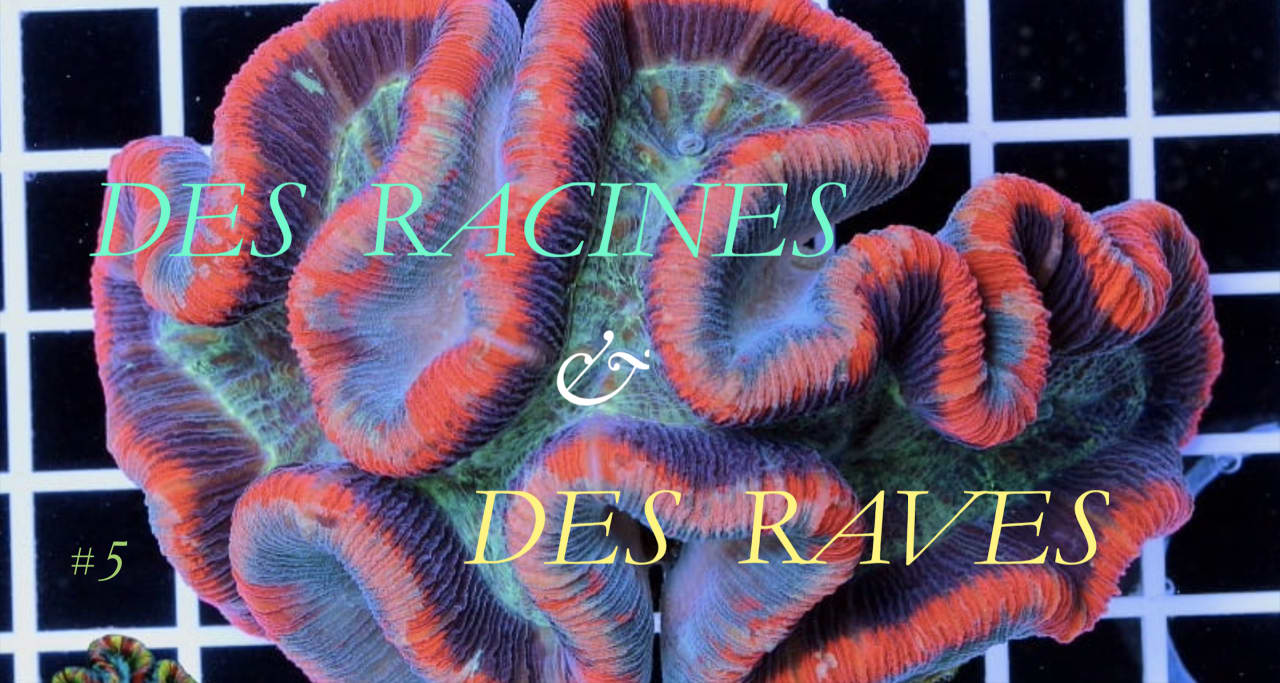 BANG BROS NIGHT #5 : DES RACINES & DES RAVES