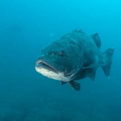 DeepSeaBass