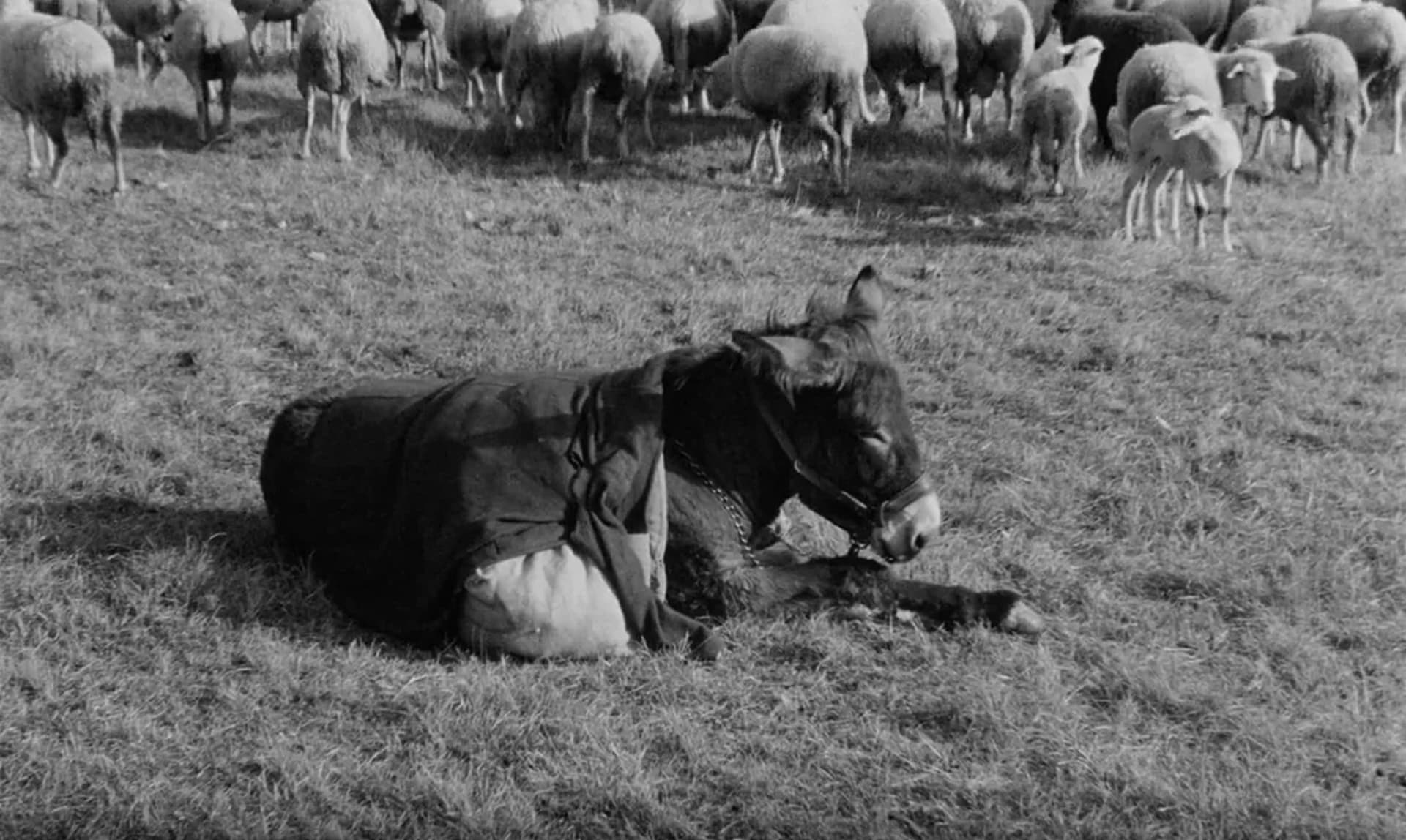 Zoog Dance (Yourself Clean) #02 - Despedida Do Vitor Brauer Cover