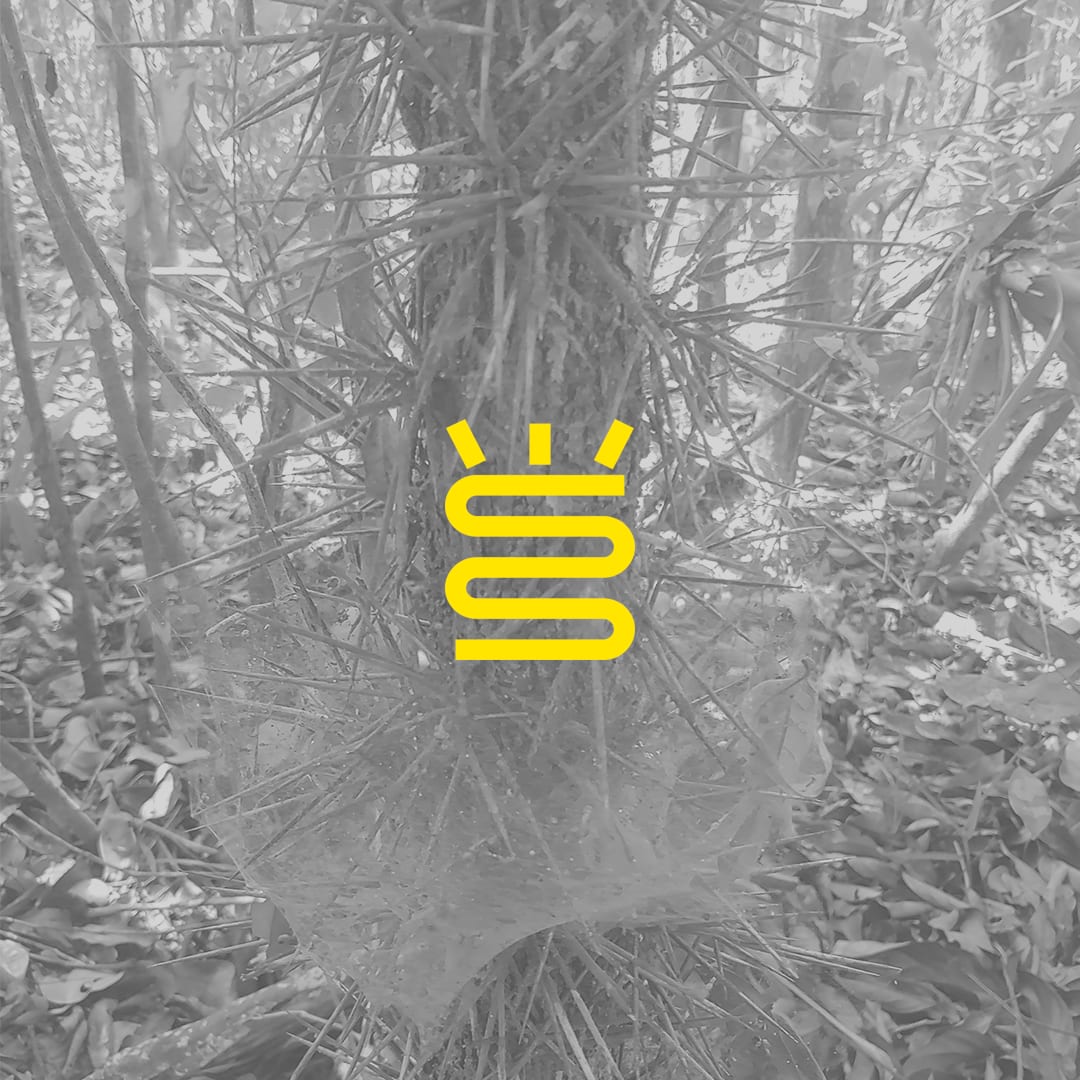 Panaceias Cover
