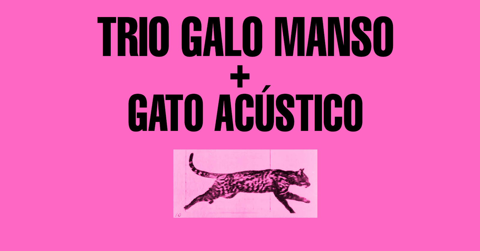 Trio Galo Manso + Gato Acústico Cover