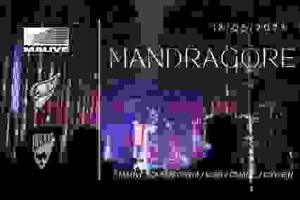 Mandragore