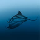 Deep Dive DC