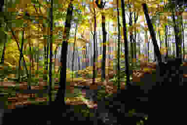 Blur Background