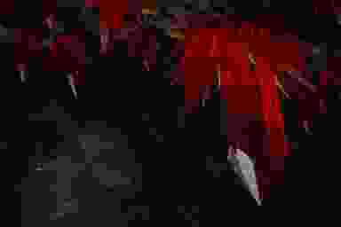 Blur Background