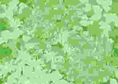 Blur Background