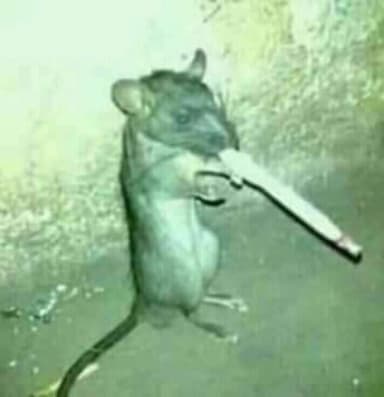 ratoclube