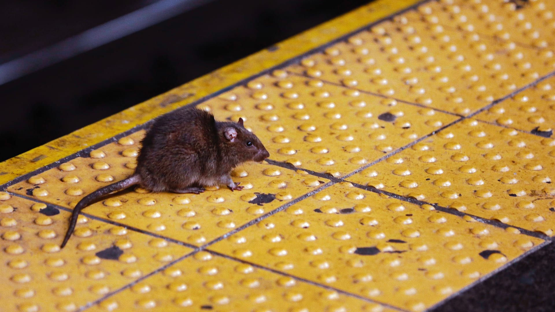 Book Club Radio Meeting #34 Rat