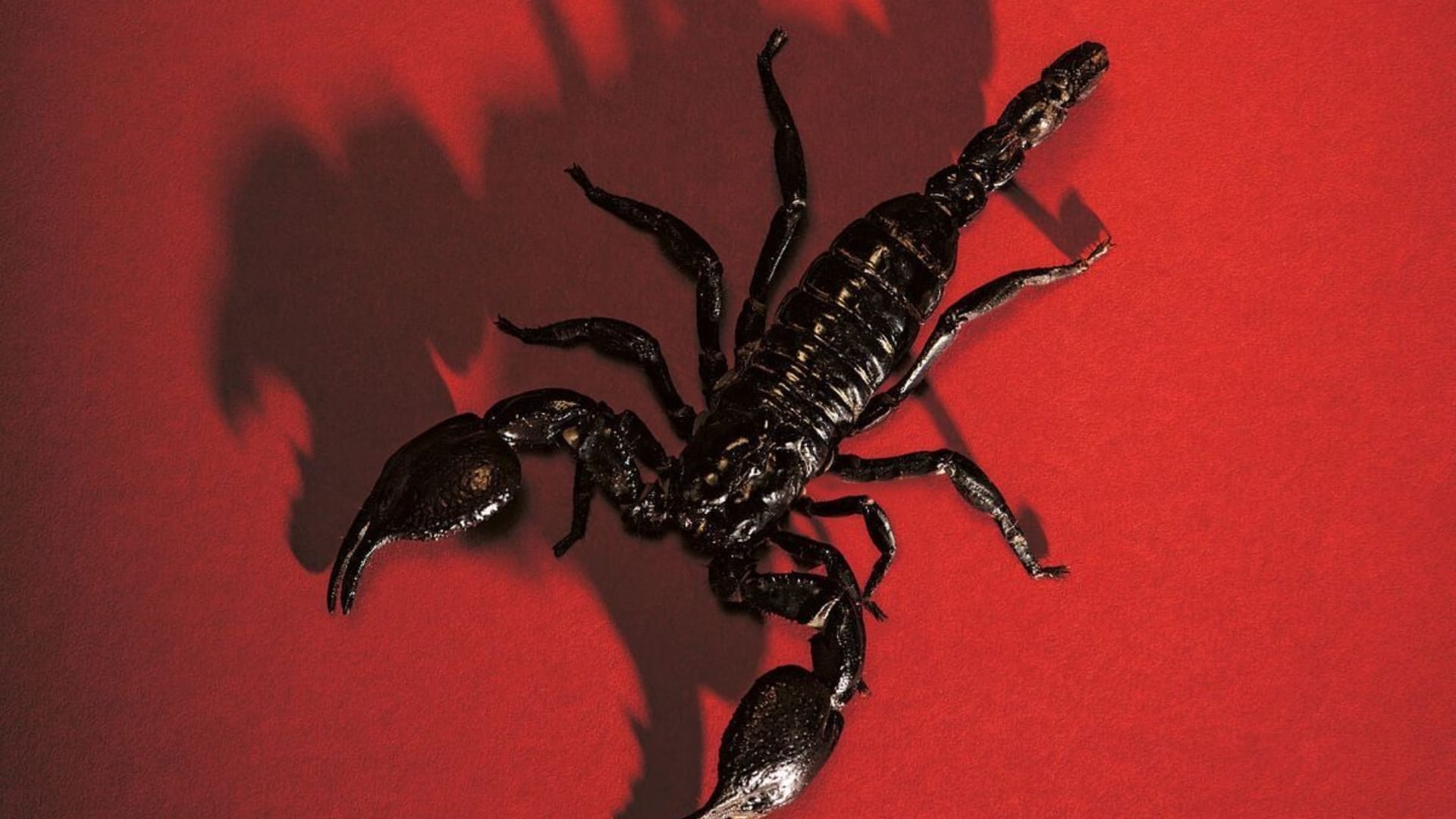 Red Night By Velvet Rouen