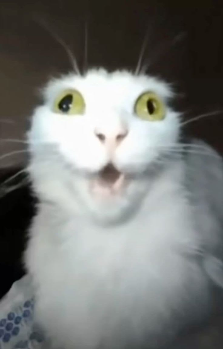 Gatocore