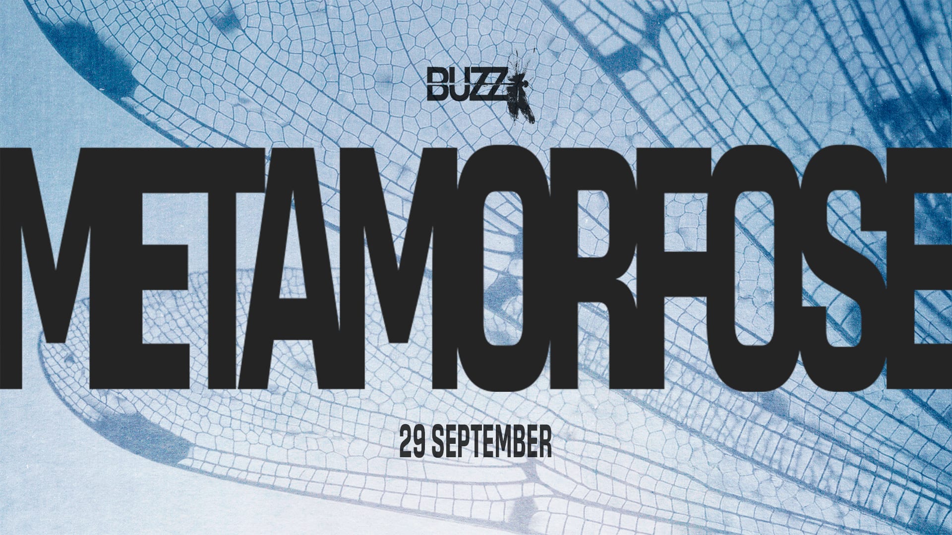Buzz | Metamorfose