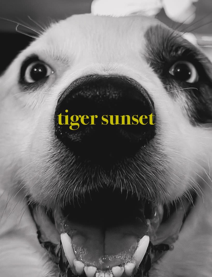 Tiger Sunset