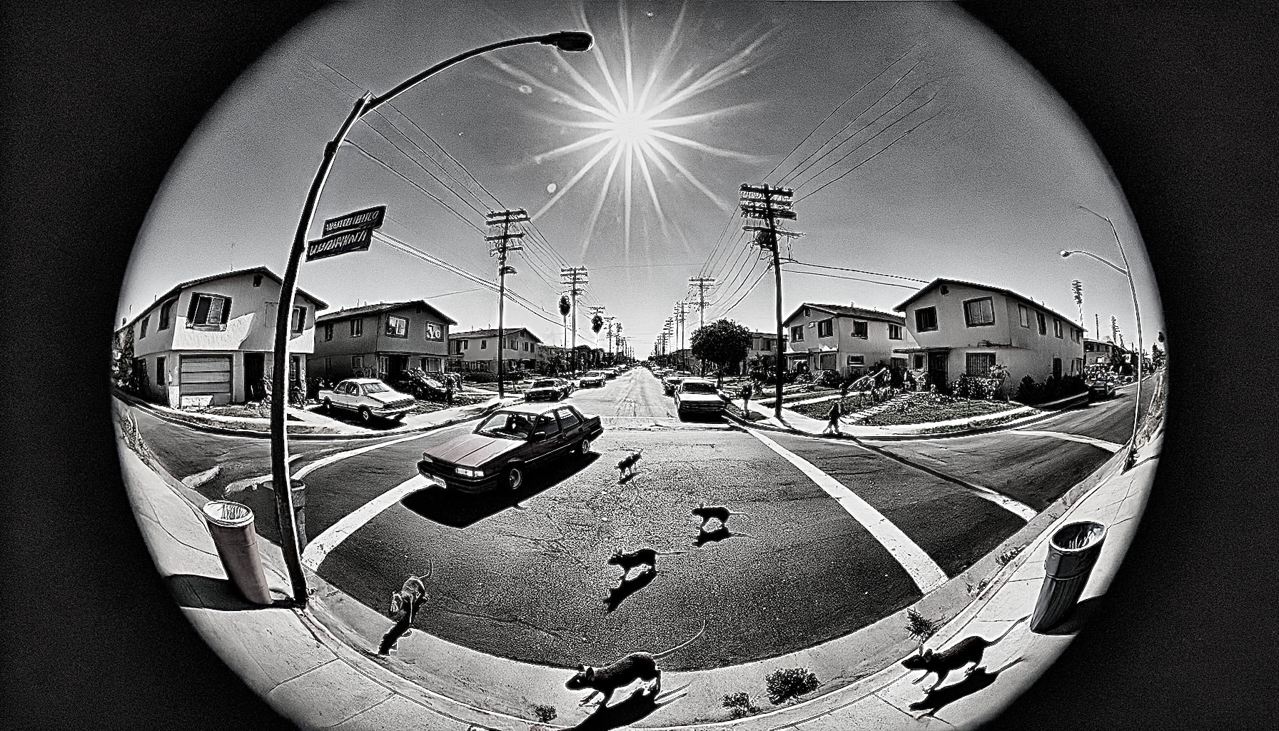 SALES BÊTES RECORDS