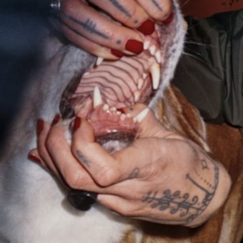 Canine Cracks