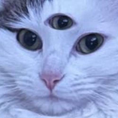 clenchette