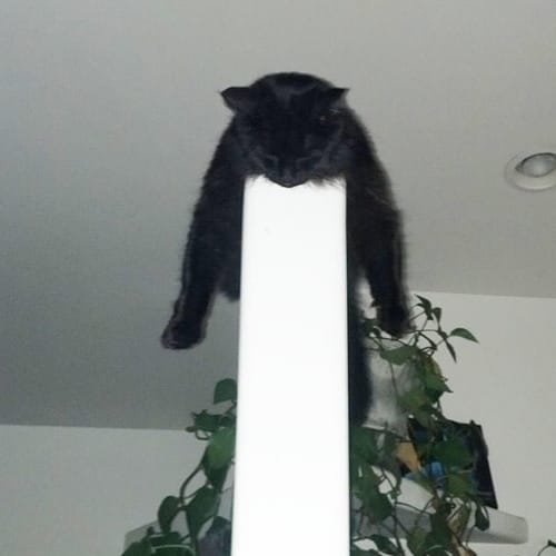 Nunzi
