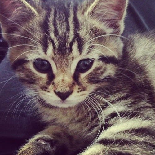 linus