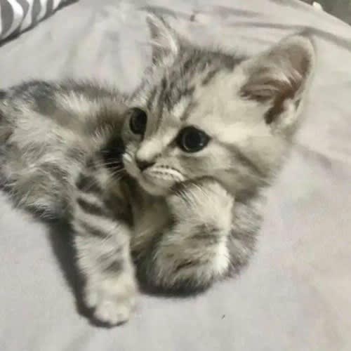 Lynx IRL