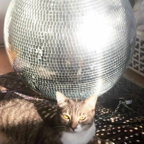 𝖊-𝖈𝖎𝖉 𝕗𝕜𝕒 sinai