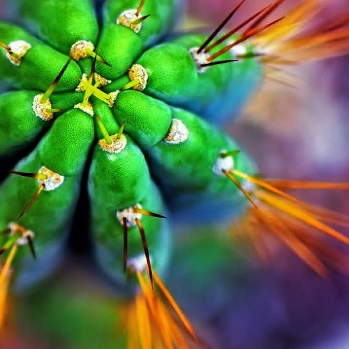 Vicious Cactus