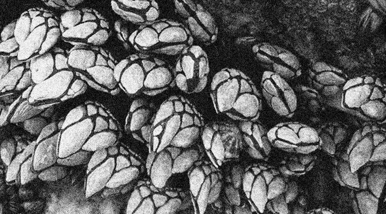 Percebes Música