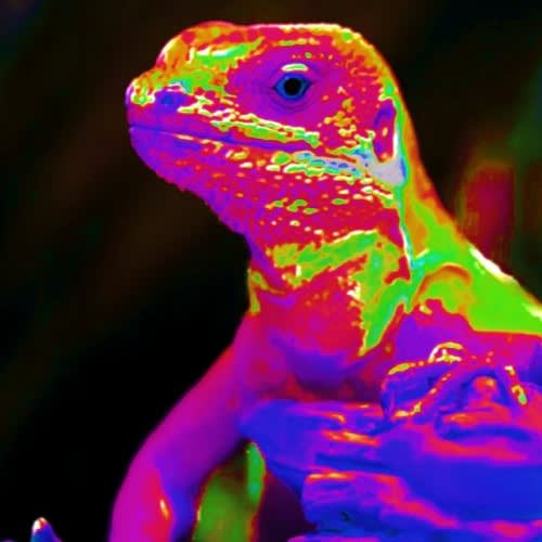Spacey Guana
