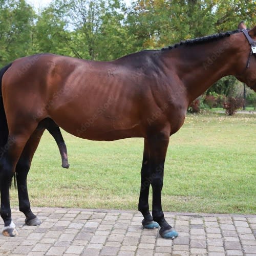 DJ Horsecock