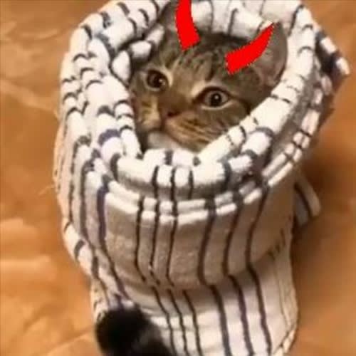 lungskull (@lungskull)