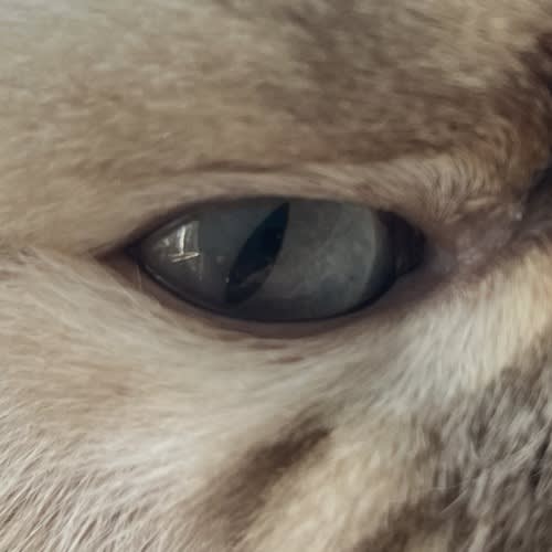 eyeseeyou
