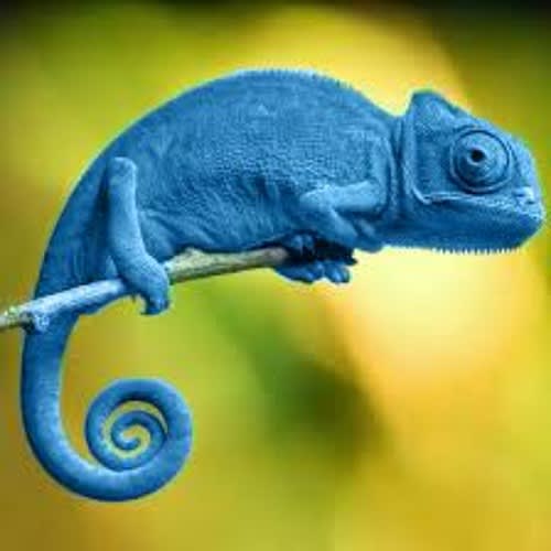 Camaleão Azul
