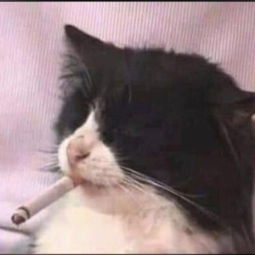 cigarette sad meme Rooting for Camavinga is so stressful. He's was having a Man of the Match performance and then gets injured sad smoke cat