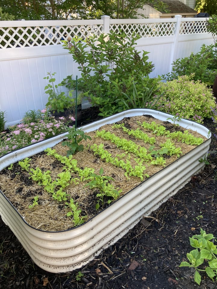 Garden photo 35