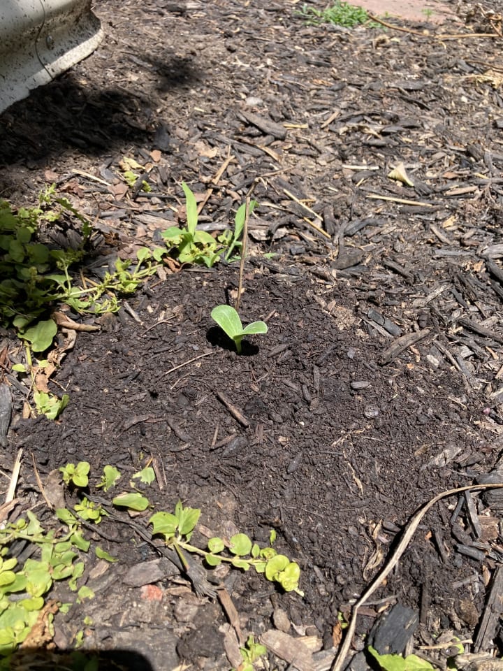 Garden photo 26