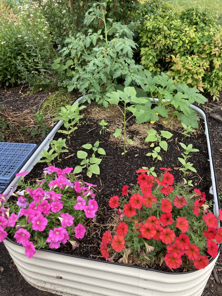 Garden photo 20