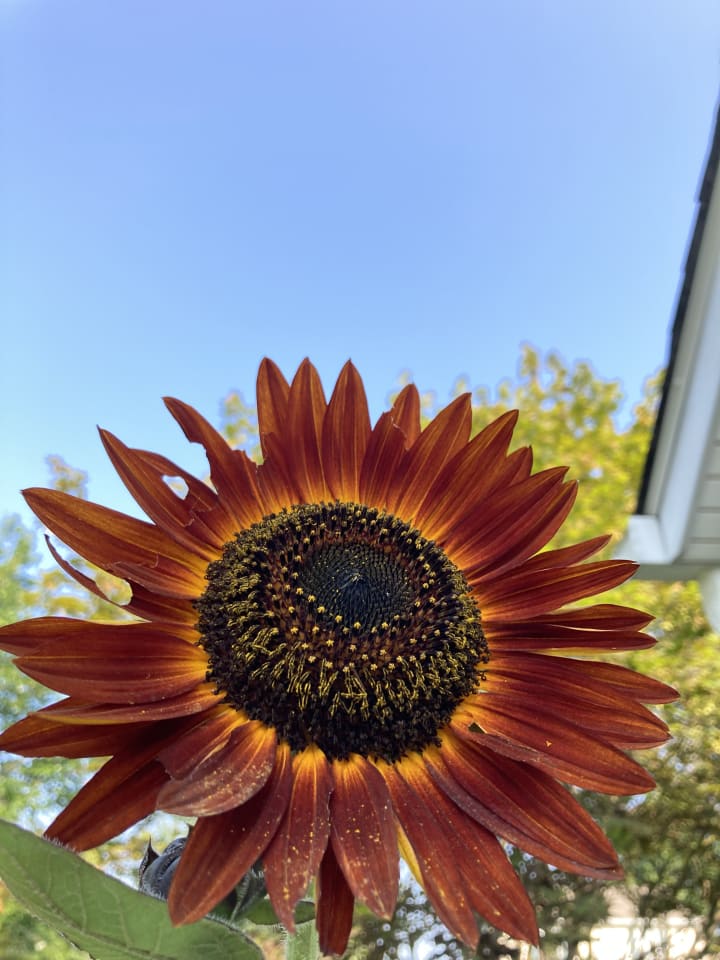 Garden photo 13