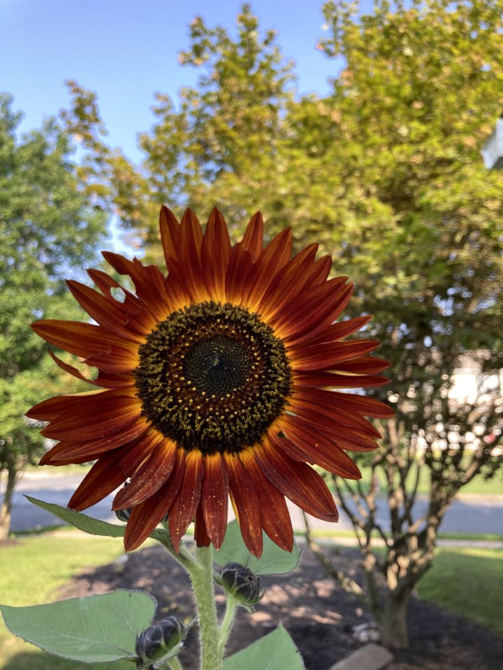 Garden photo 10
