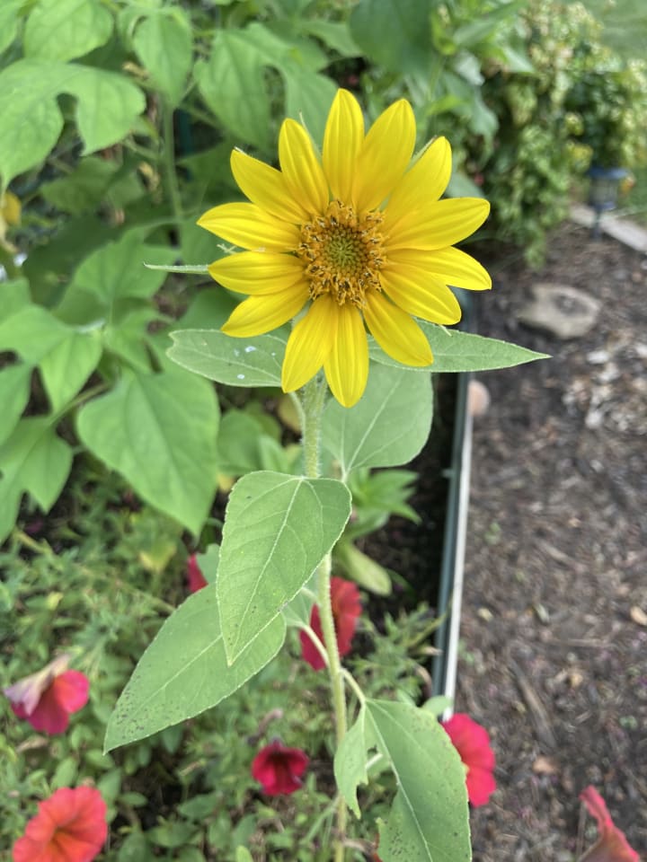 Garden photo 11