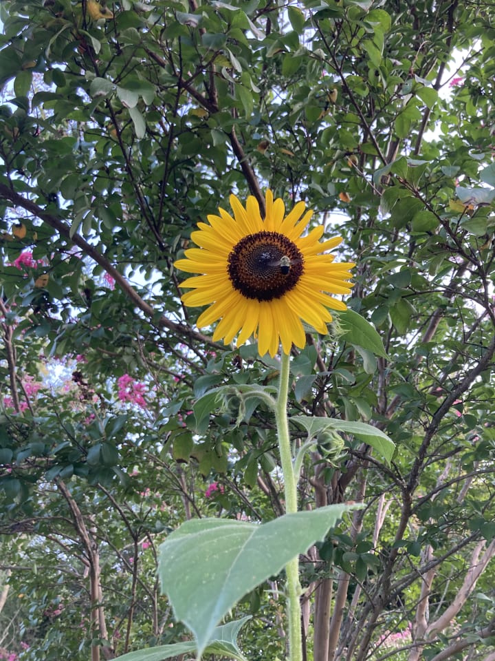 Garden photo 6