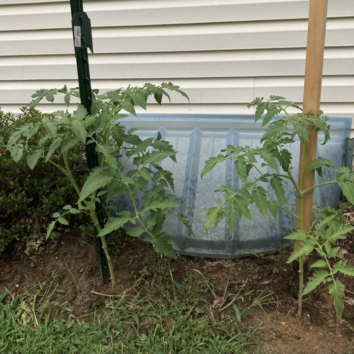 Garden photo 7