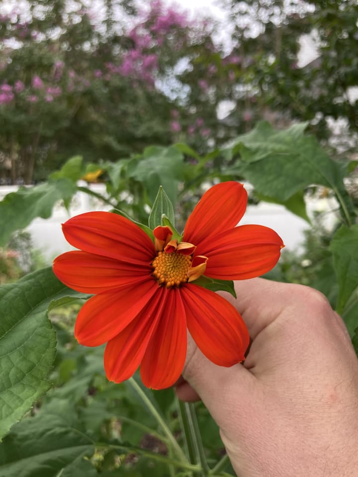 Garden photo 2