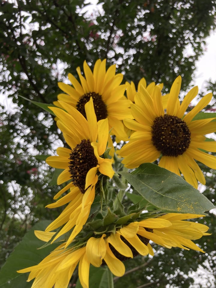 Garden photo 4