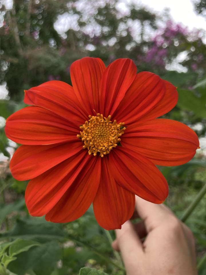 Garden photo 1