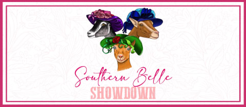 Southern Belle Showdown cover photo