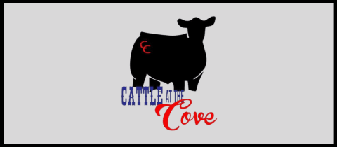 Cattle at the Cove cover photo