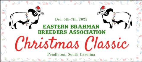 EBBA Christmas Classic Junior & Open Brahman Show cover photo
