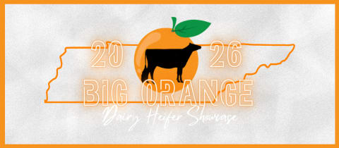 Big Orange Heifer Showcase cover photo