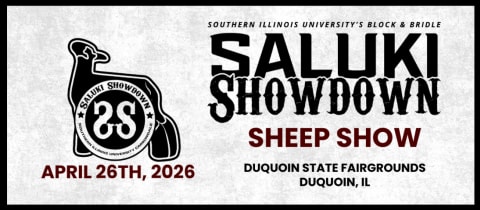Saluki Showdown - Sheep  cover photo